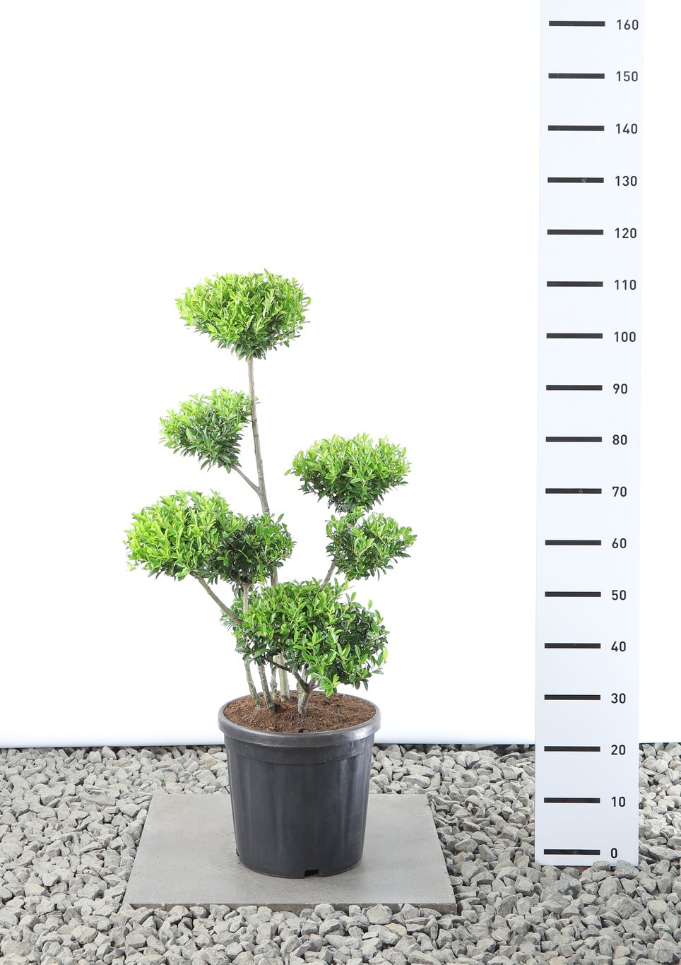 Ilex crenata 'Blondie' - 60-80 CM Multiplateau EXTRA in Cont.